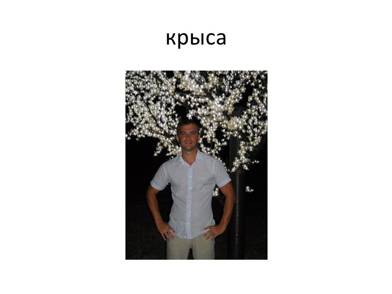 крыса